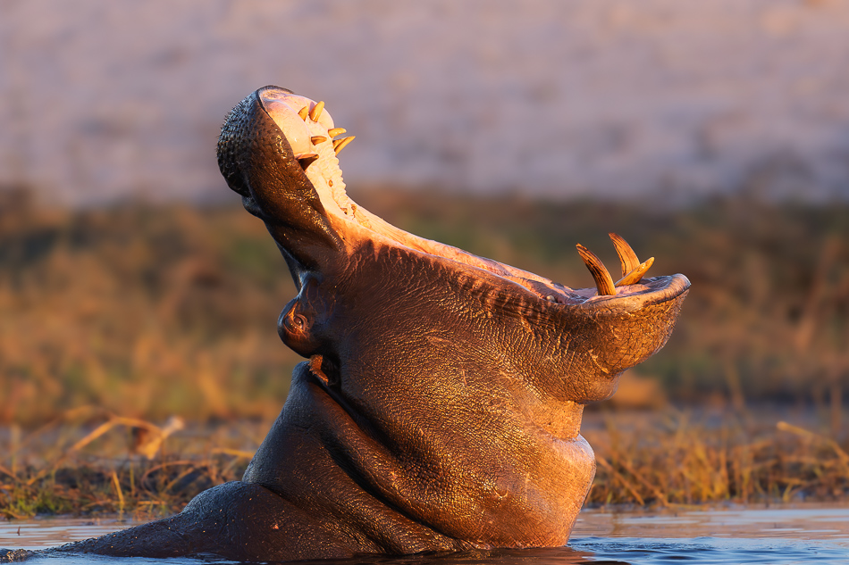 69-20250808_Z8A_Botswana_3435.jpg 69-20250808 Z8A Botswana 3435.