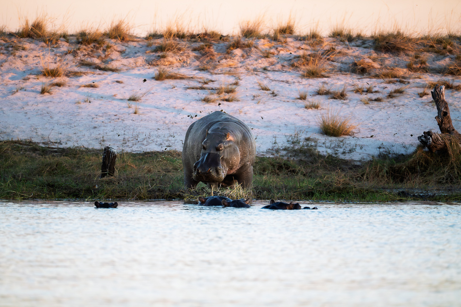 70-20250808_Z8B_Botswana_1718.jpg 70-20250808 Z8B Botswana 1718.