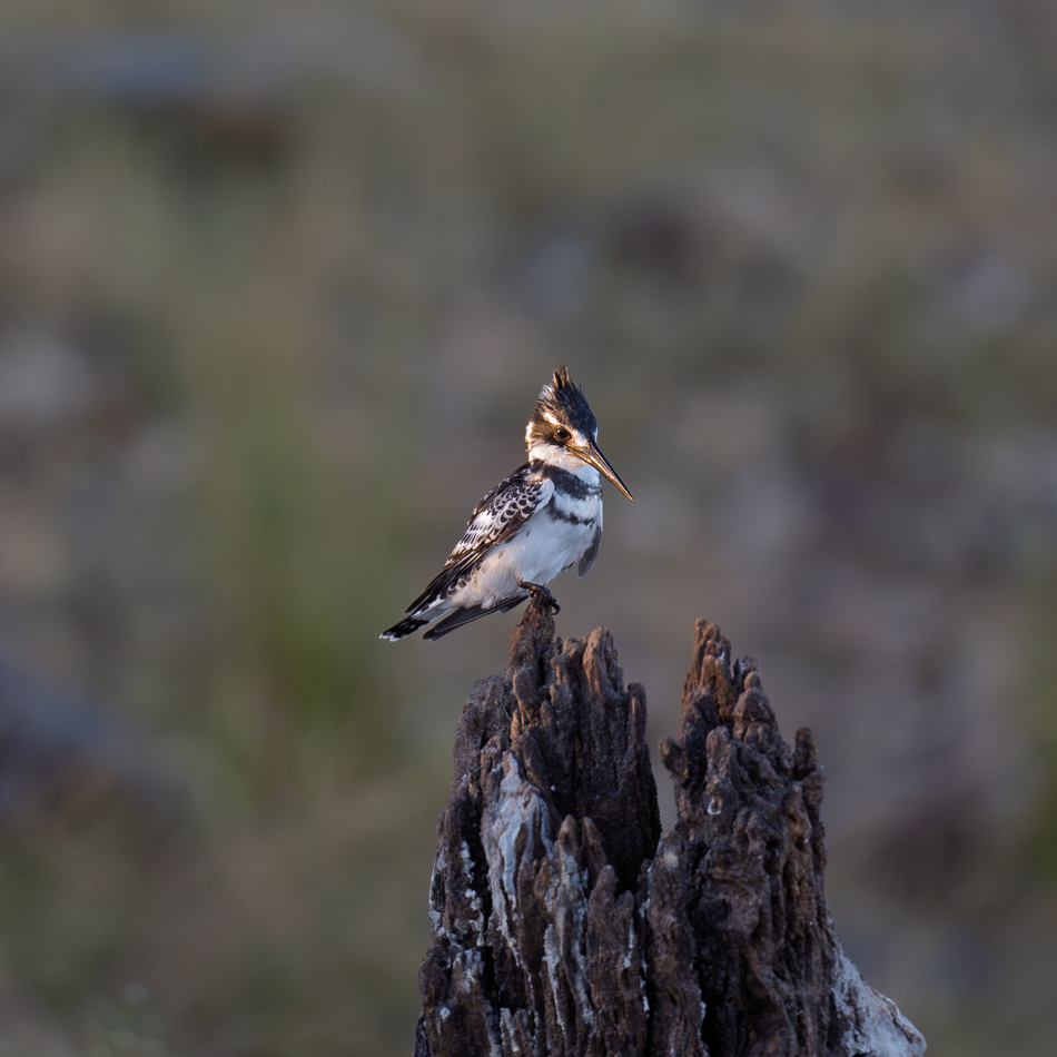 01-20250809 Z8B Botswana 1918.