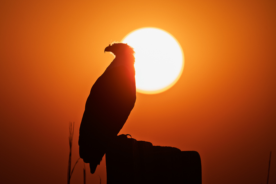 01-20250810_Z8B_Botswana_6802.jpg 01-20250810 Z8B Botswana 6802.