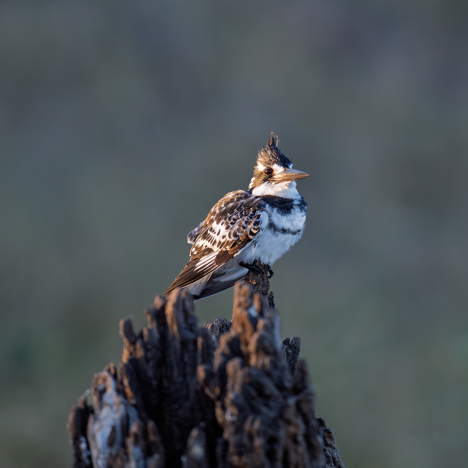 02-20250809 Z8B Botswana 2030.