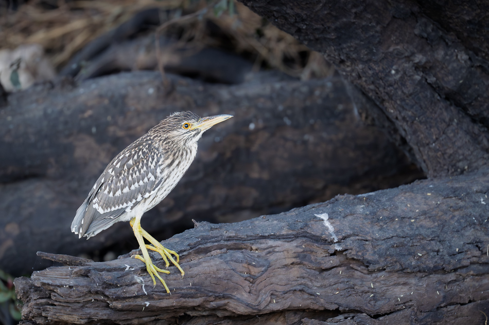 03-20250809 Z8B Botswana 2352.