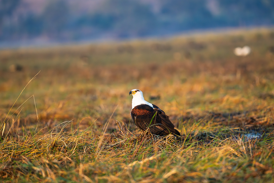 03-20250810_Z8B_Botswana_6895.jpg 03-20250810 Z8B Botswana 6895.