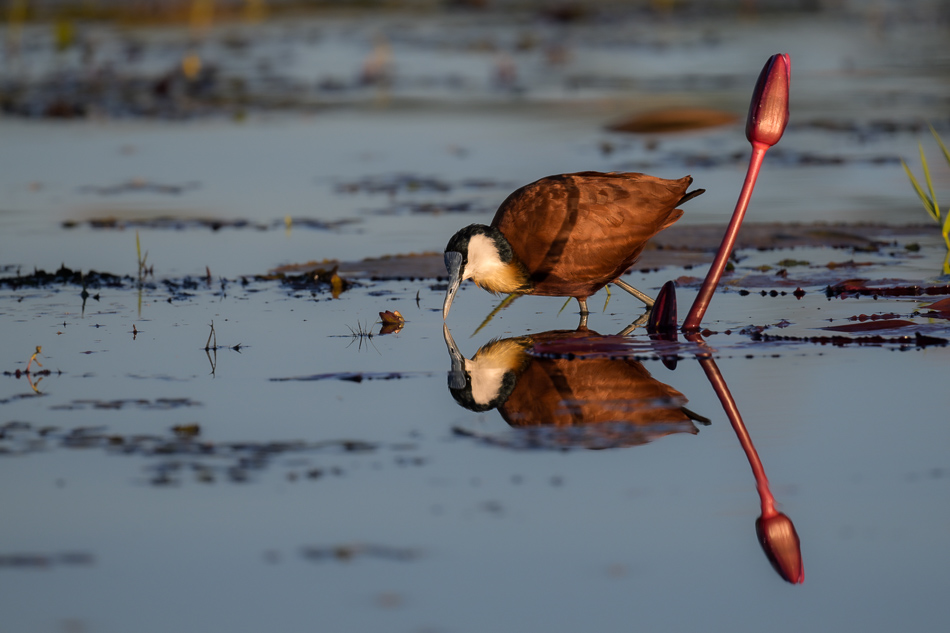 04-20250808 Z8A Botswana 8015.