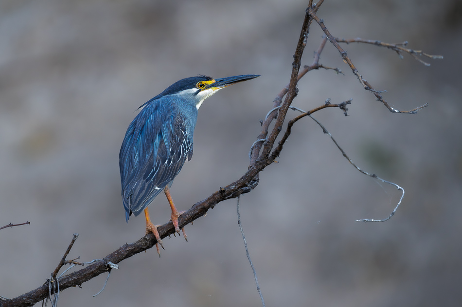 04-20250809 Z8B Botswana 2493.