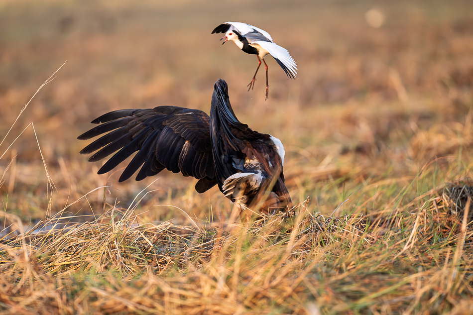 04-20250810_Z8B_Botswana_6915.jpg 04-20250810 Z8B Botswana 6915.