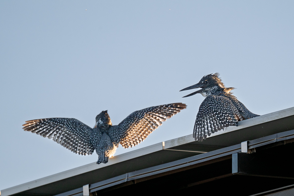 05-20250809 Z8B Botswana 2547.