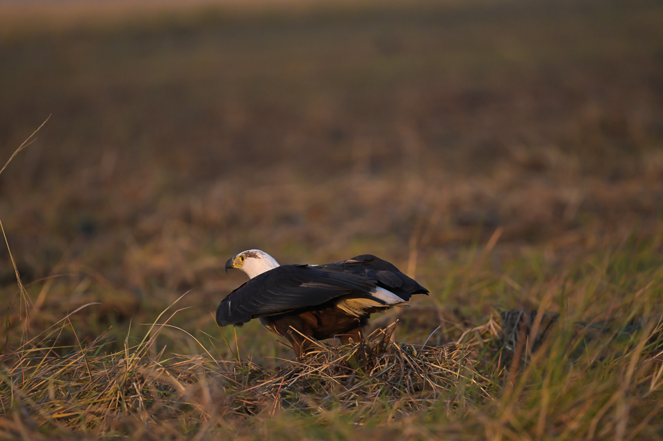 05-20250810_Z8B_Botswana_6932.jpg 05-20250810 Z8B Botswana 6932.