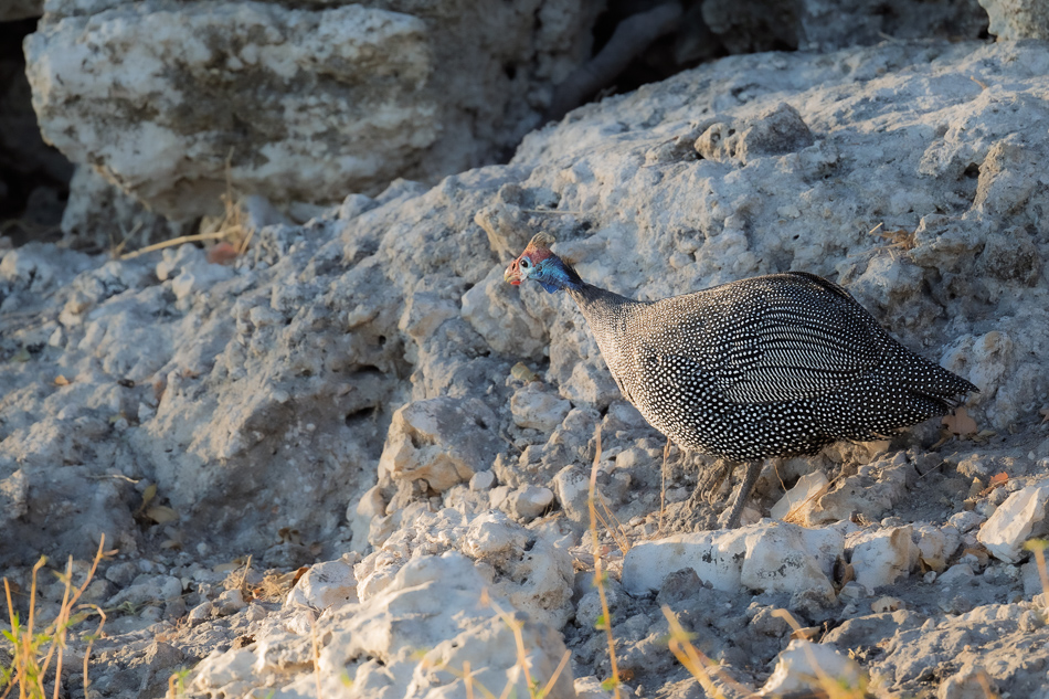 06-20250809 Z8B Botswana 2671.