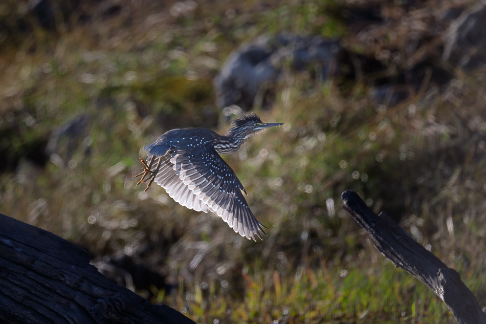 07-20250809 Z8B Botswana 3319.