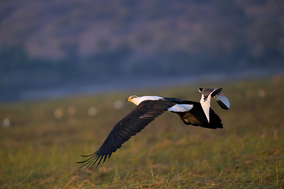 07-20250810_Z8B_Botswana_7041.jpg 07-20250810 Z8B Botswana 7041.