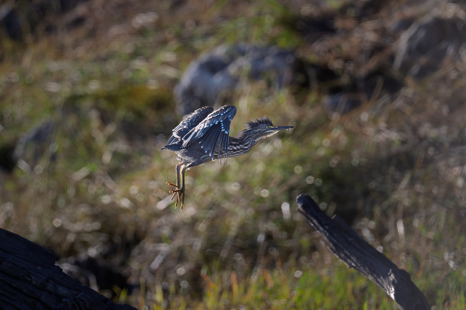 08-20250809 Z8B Botswana 3320.