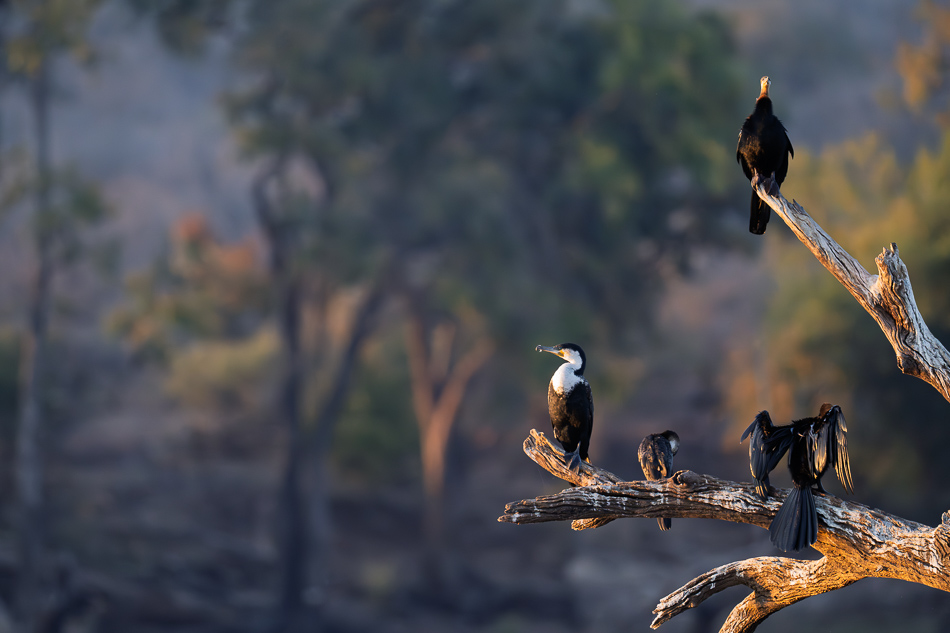 08-20250810_Z8B_Botswana_7064.jpg 08-20250810 Z8B Botswana 7064.