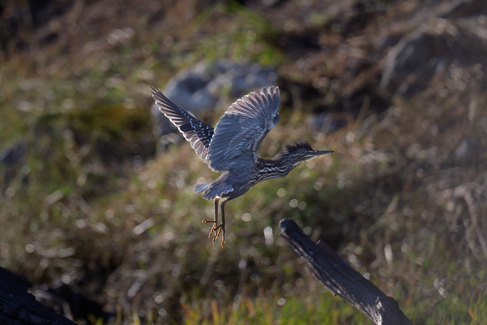 09-20250809 Z8B Botswana 3321.