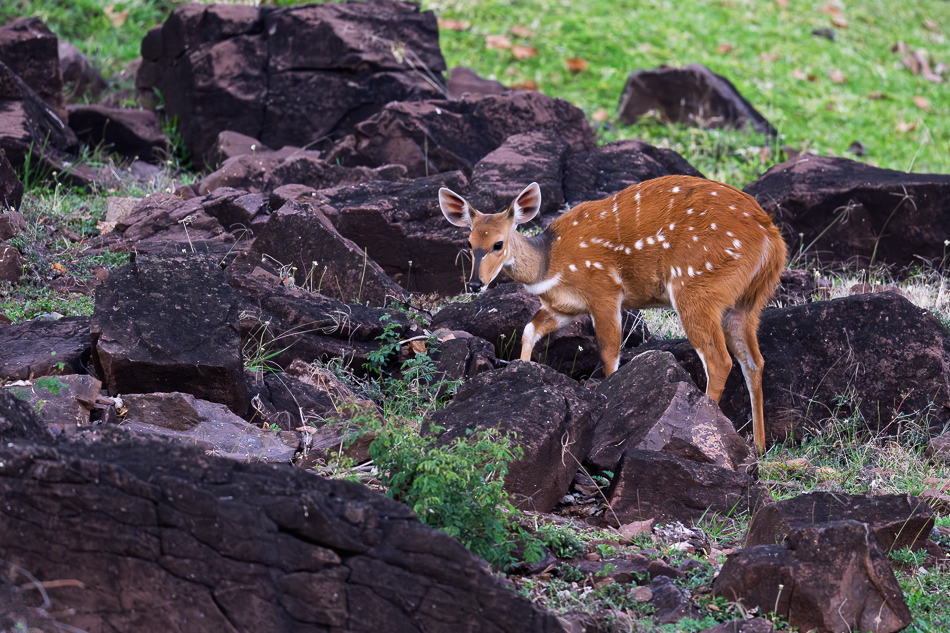 09-20250810_Z8B_Botswana_7484.jpg 09-20250810 Z8B Botswana 7484.
