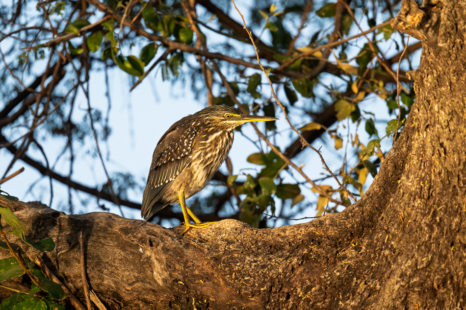 10-20250809 Z8B Botswana 3385.