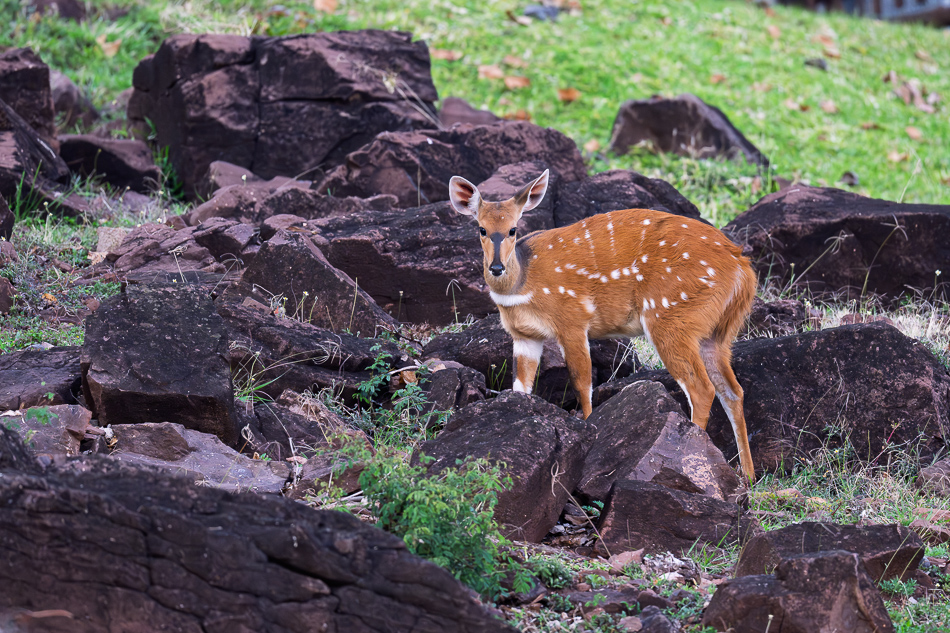 10-20250810_Z8B_Botswana_7498.jpg 10-20250810 Z8B Botswana 7498.