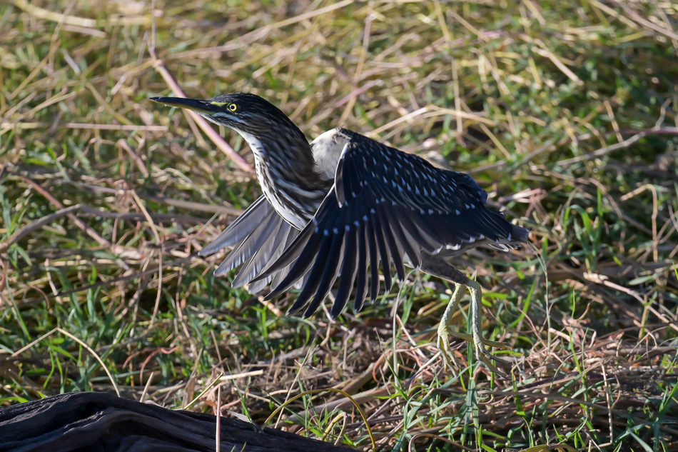 11-20250809 Z8B Botswana 3489.