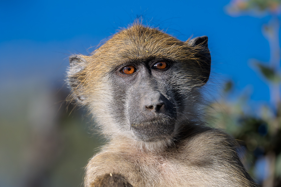 12-20250809 Z8B Botswana 3665.