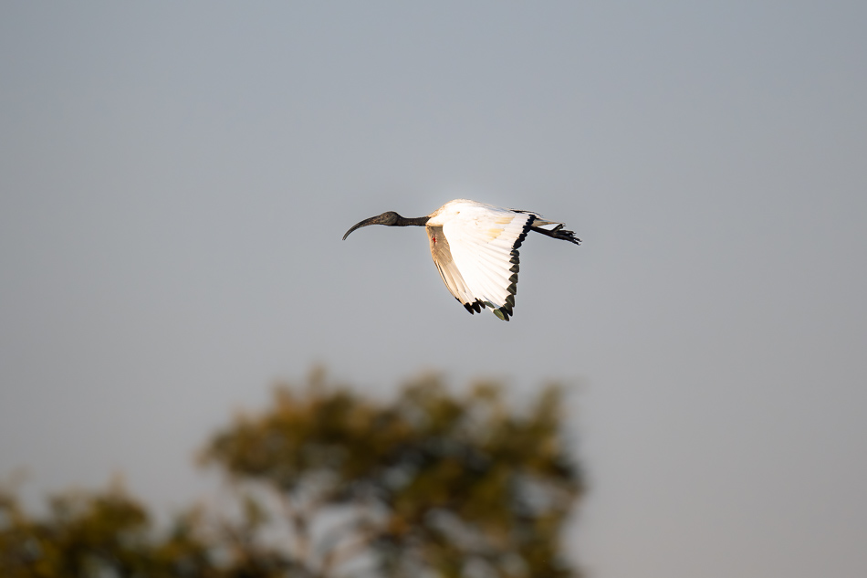 12-20250810_Z8B_Botswana_7843.jpg 12-20250810 Z8B Botswana 7843.