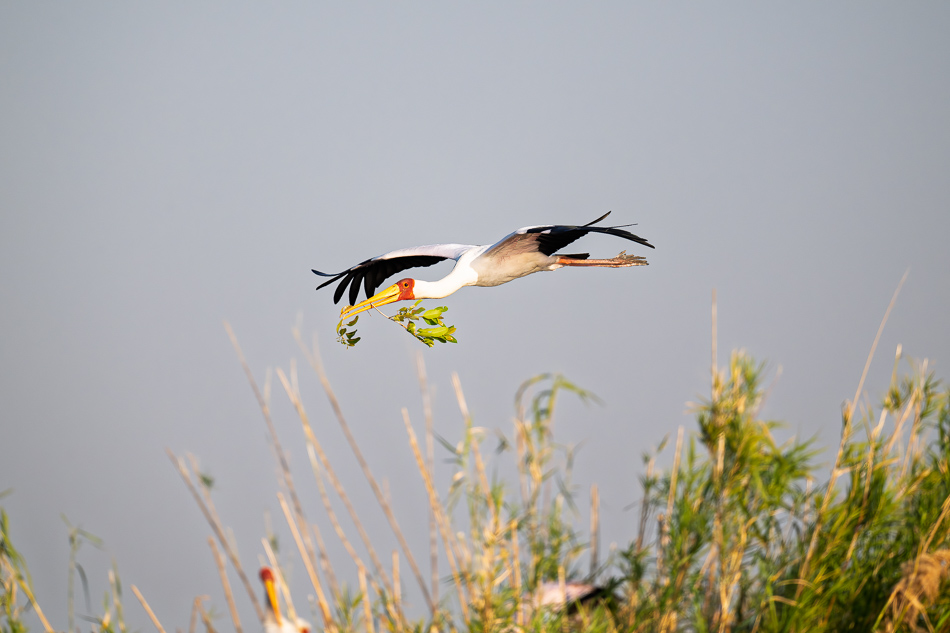 13-20250810_Z8B_Botswana_7889.jpg 13-20250810 Z8B Botswana 7889.