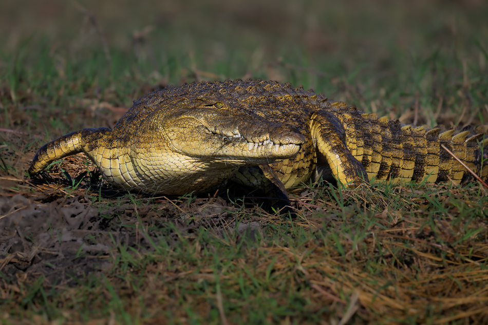 14-20250809 Z8B Botswana 3946.