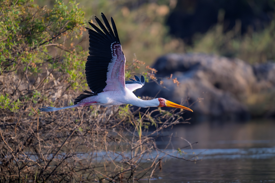 15-20250810_Z8B_Botswana_8110.jpg 15-20250810 Z8B Botswana 8110.
