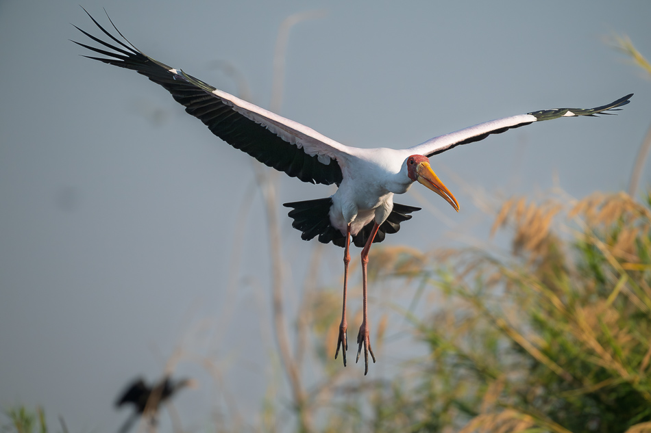 16-20250810_Z8B_Botswana_8455.jpg 16-20250810 Z8B Botswana 8455.