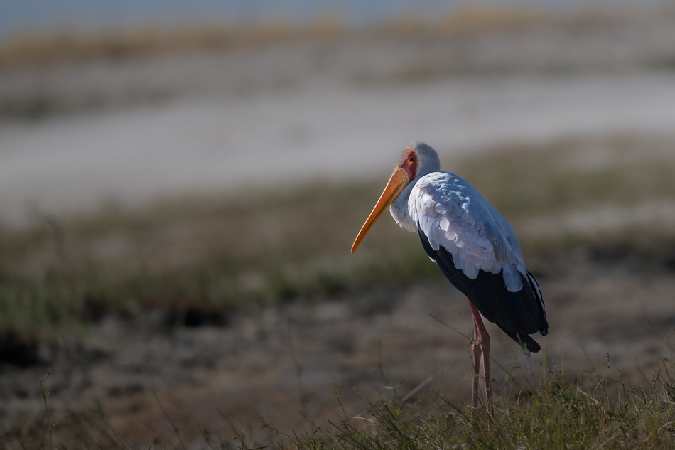 17-20250809 Z8B Botswana 4313.