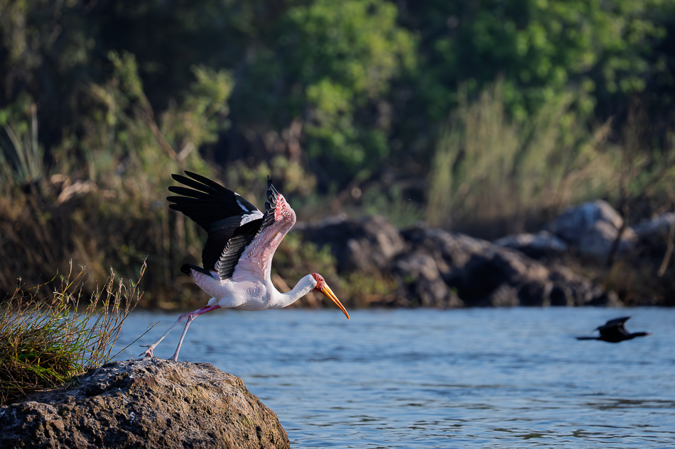 17-20250810_Z8A_Botswana_4578.jpg 17-20250810 Z8A Botswana 4578.