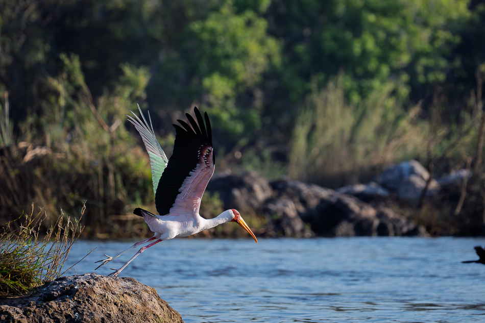 18-20250810_Z8A_Botswana_4579.jpg 18-20250810 Z8A Botswana 4579.