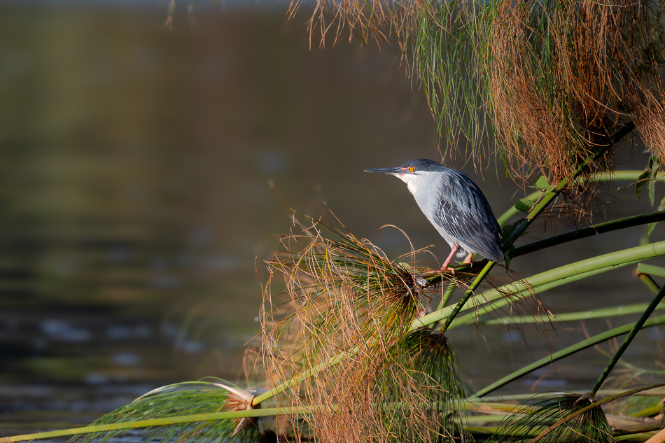 19-20250810_Z8B_Botswana_8776.jpg 19-20250810 Z8B Botswana 8776.