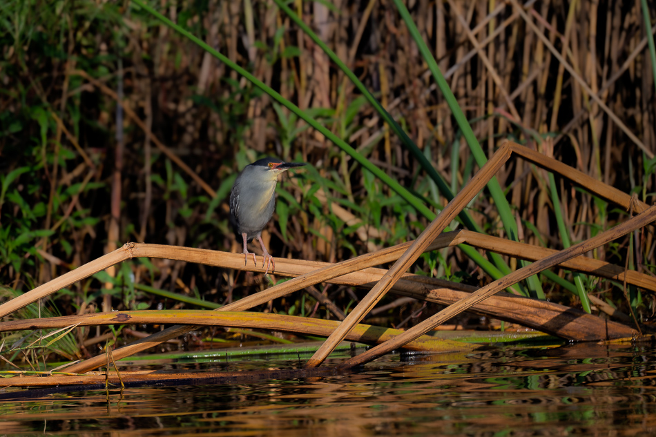 20-20250810_Z8B_Botswana_8873.jpg 20-20250810 Z8B Botswana 8873.