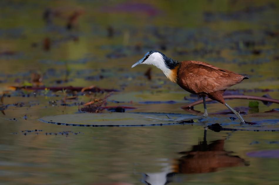 21-20250810_Z8B_Botswana_8984.jpg 21-20250810 Z8B Botswana 8984.