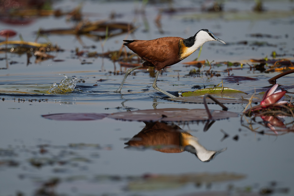 22-20250810_Z8B_Botswana_9295.jpg 22-20250810 Z8B Botswana 9295.