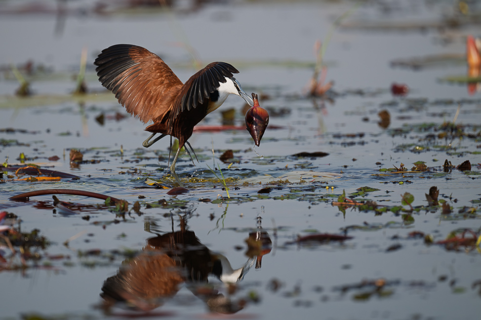 23-20250810_Z8B_Botswana_9331.jpg 23-20250810 Z8B Botswana 9331.