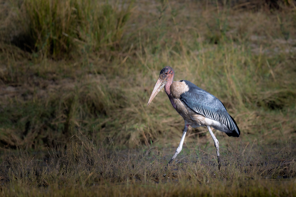 24-20250809 Z8B Botswana 5059.