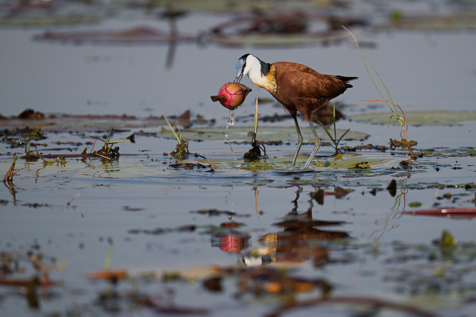 24-20250810_Z8B_Botswana_9516.jpg 24-20250810 Z8B Botswana 9516.