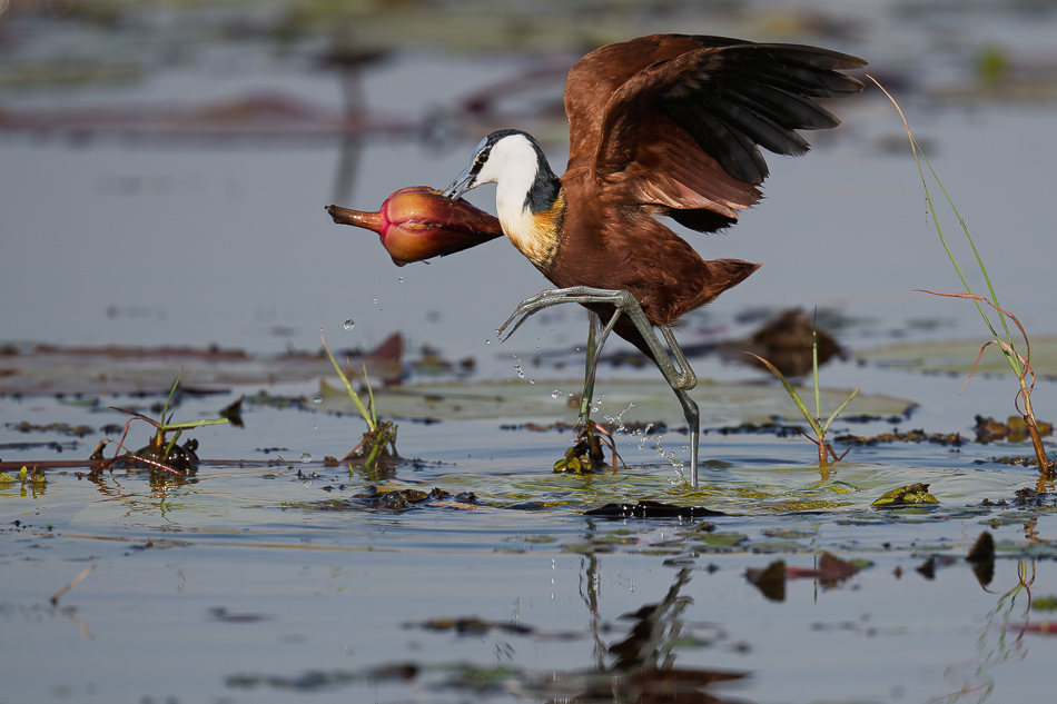 25-20250810_Z8B_Botswana_9520.jpg 25-20250810 Z8B Botswana 9520.