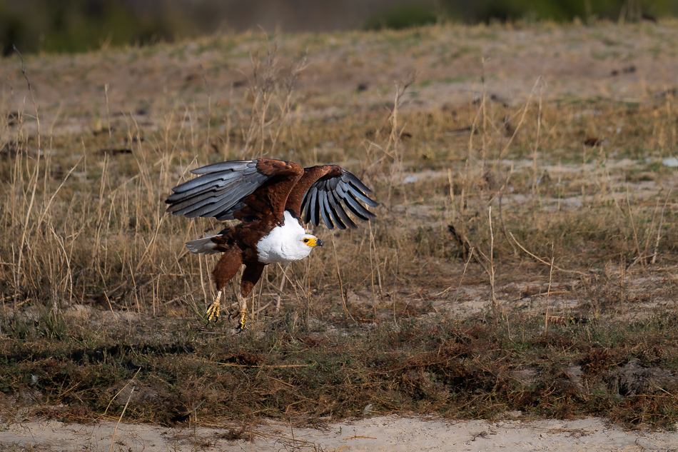 26-20250809 Z8B Botswana 5758.