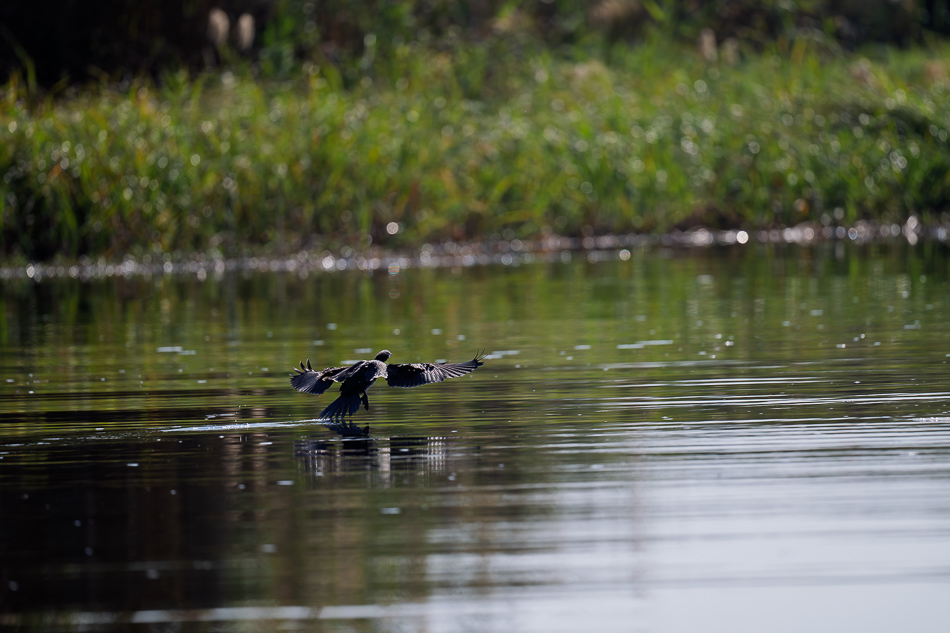 26-20250810_Z8B_Botswana_9653.jpg 26-20250810 Z8B Botswana 9653.
