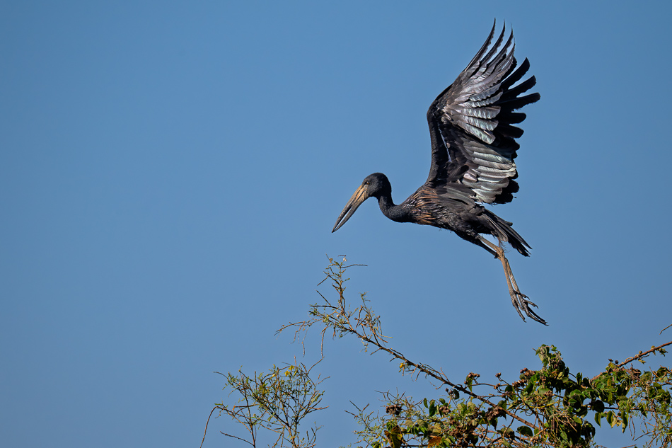 27-20250810_Z8B_Botswana_9822.jpg 27-20250810 Z8B Botswana 9822.