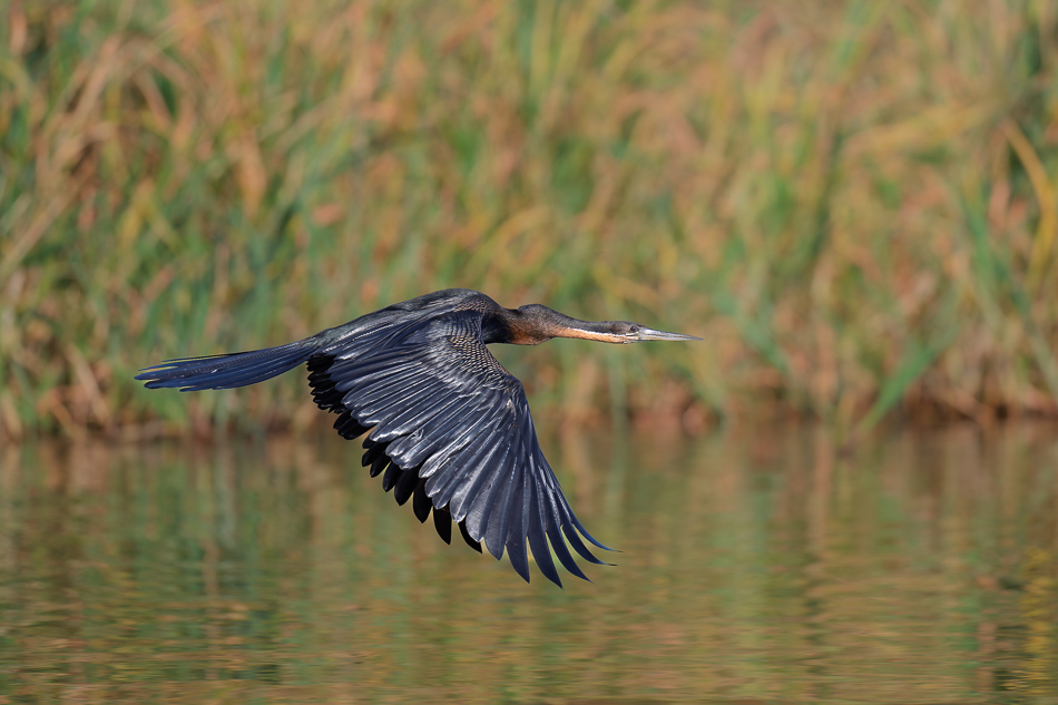 28-20250810 Z8B Botswana 9927.