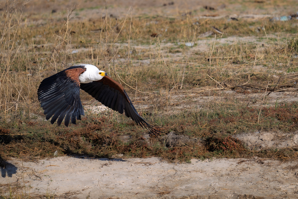 29-20250809 Z8B Botswana 5762.