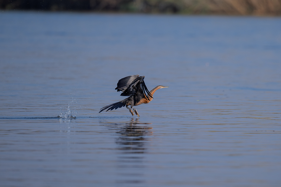 29-20250810 Z8B Botswana 9982.