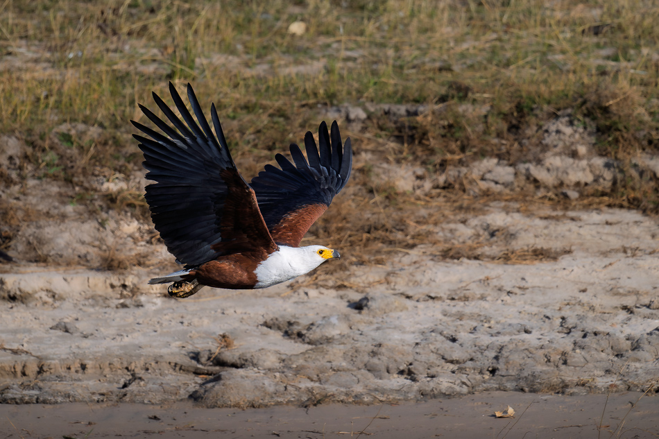 31-20250809 Z8B Botswana 5801.