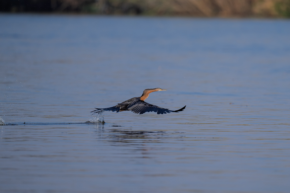 31-20250810 Z8B Botswana 9984.