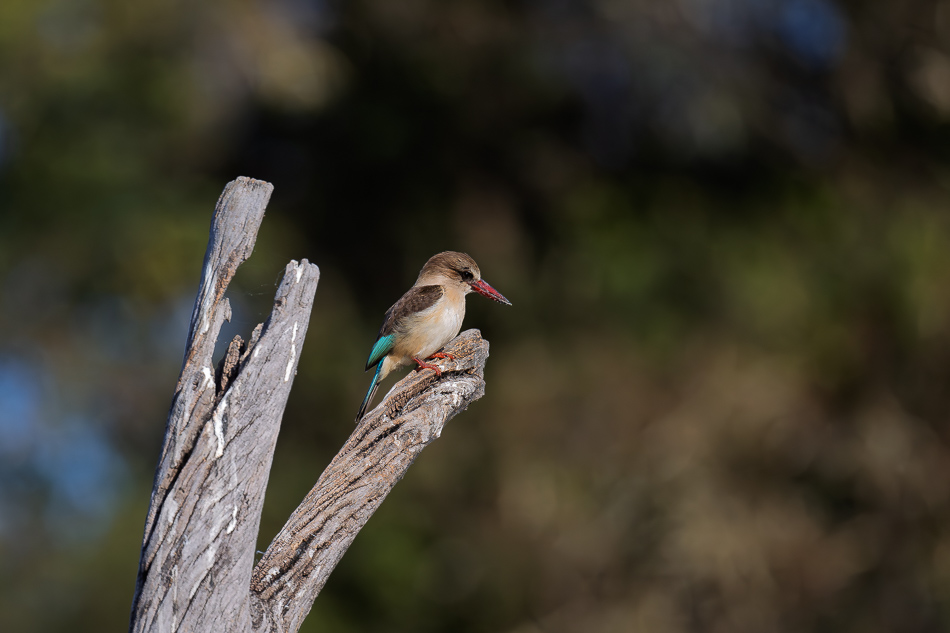 35-20250809 Z8B Botswana 5937.