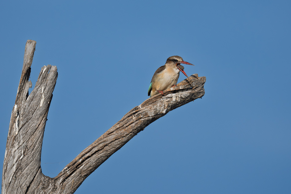 36-20250809 Z8B Botswana 6068.