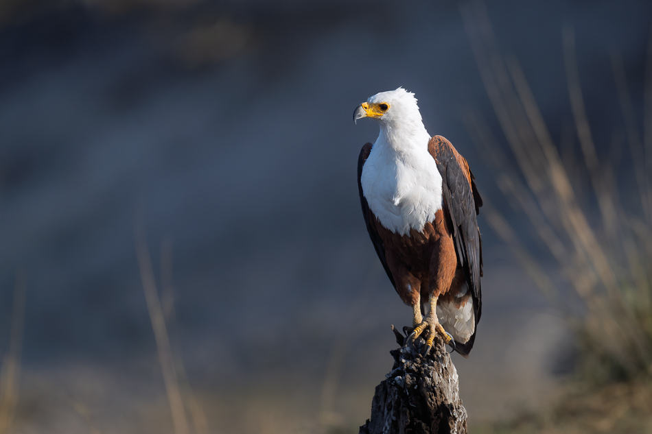 37-20250809 Z8B Botswana 6106.